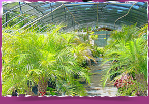 Seasonal Plants