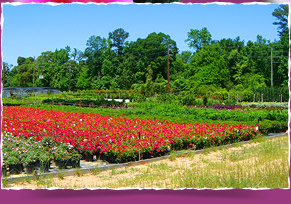 Seasonal Plants