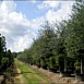 Our Trees