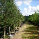 Our Trees
