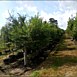 Our Trees
