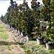 Our Trees